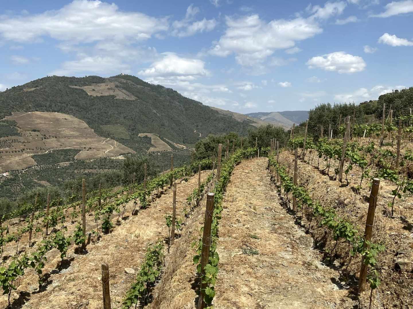 Vineyard at douro Valley